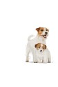 Royal Canin Dog Shn Mini Starter Mother/babydog Köpek Maması 4 Kg - 3