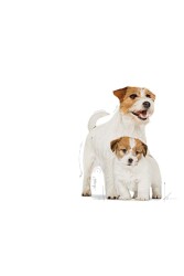 Royal Canin Dog Shn Mini Starter Mother/babydog Köpek Maması 4 Kg - 3