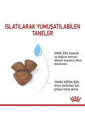 Royal Canin Dog Shn Mini Starter Mother/babydog Köpek Maması 4 Kg - 7