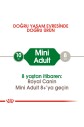 Royal Canin® Mini Yetişkin Köpek Maması 2 Kg - 3